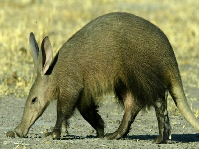 现今依旧存在的6种"史前动物",第5个7600万年前就有了!