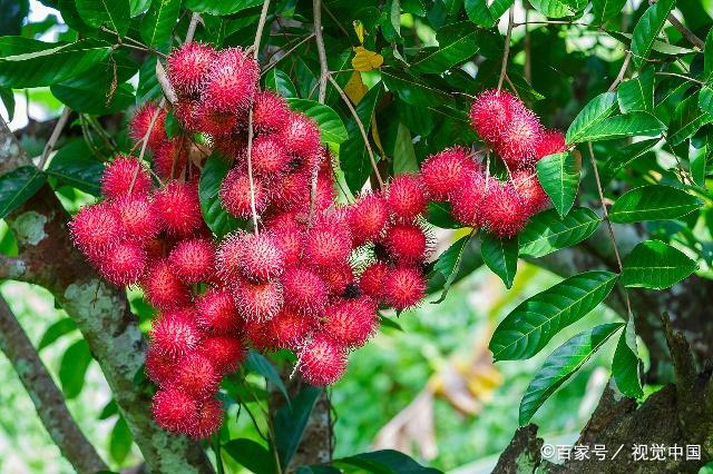 原产东南亚的红毛丹,是大型热带果树,在中国种植面积较少
