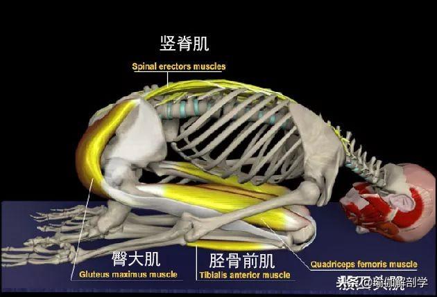 tibialis anterior图片