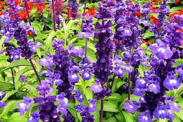 鼠尾草,也叫做药用鼠尾草,撒尔维亚,石见穿,洋苏草,普通鼠尾草,庭院鼠