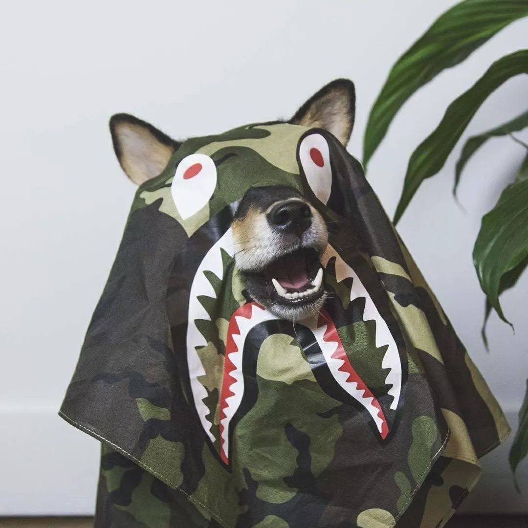 人不如狗系列-狗狗也要潮牌装