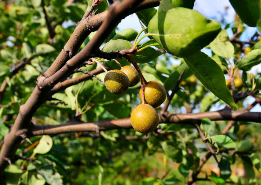 山上这种野生植物,果实是农村娃儿时"玩具",如今却是极为珍贵