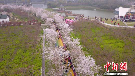 甘泉樱花节图片