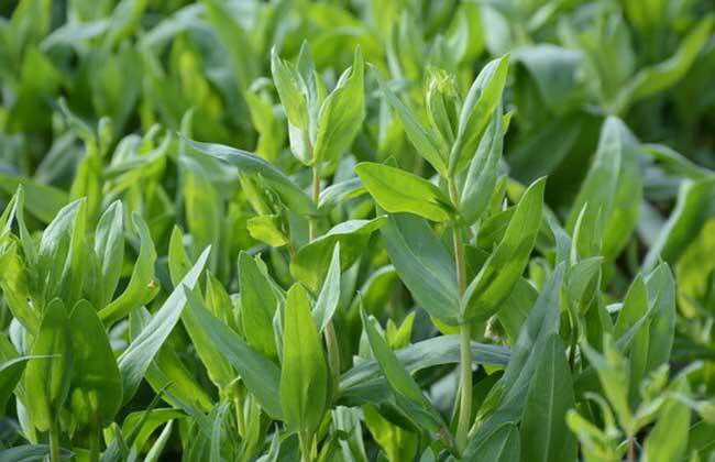 农村麦田里常见的麦蓝菜有什么用处?