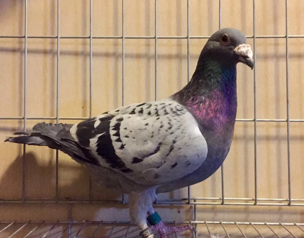 说说比赛鸽失利更坑爹的事!