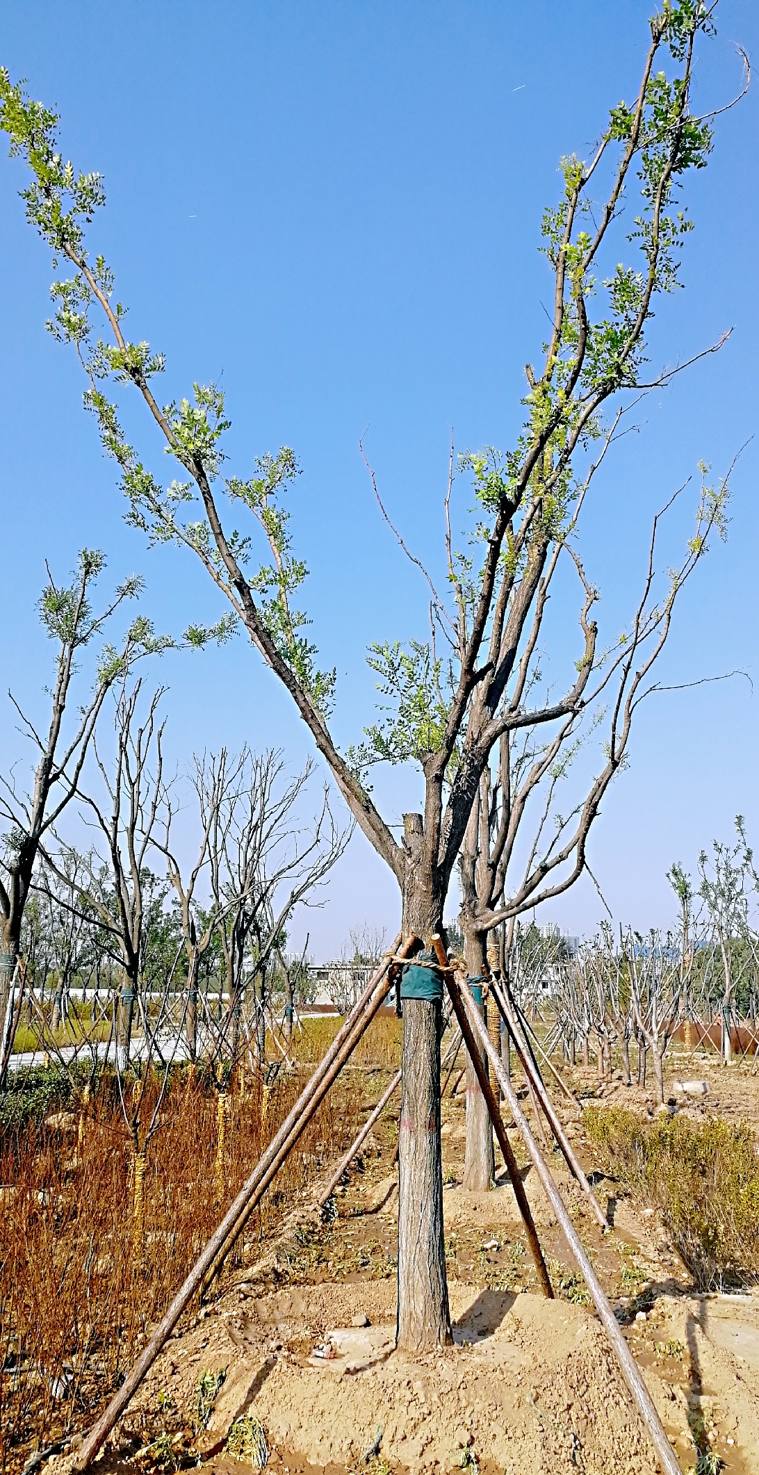 如何培育出树杆直的绿化苗木乔木为主