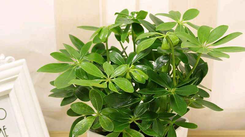 能吸附甲醛,尼古丁的植物:鸭掌木!家里有吸烟的朋友一定要养一盆