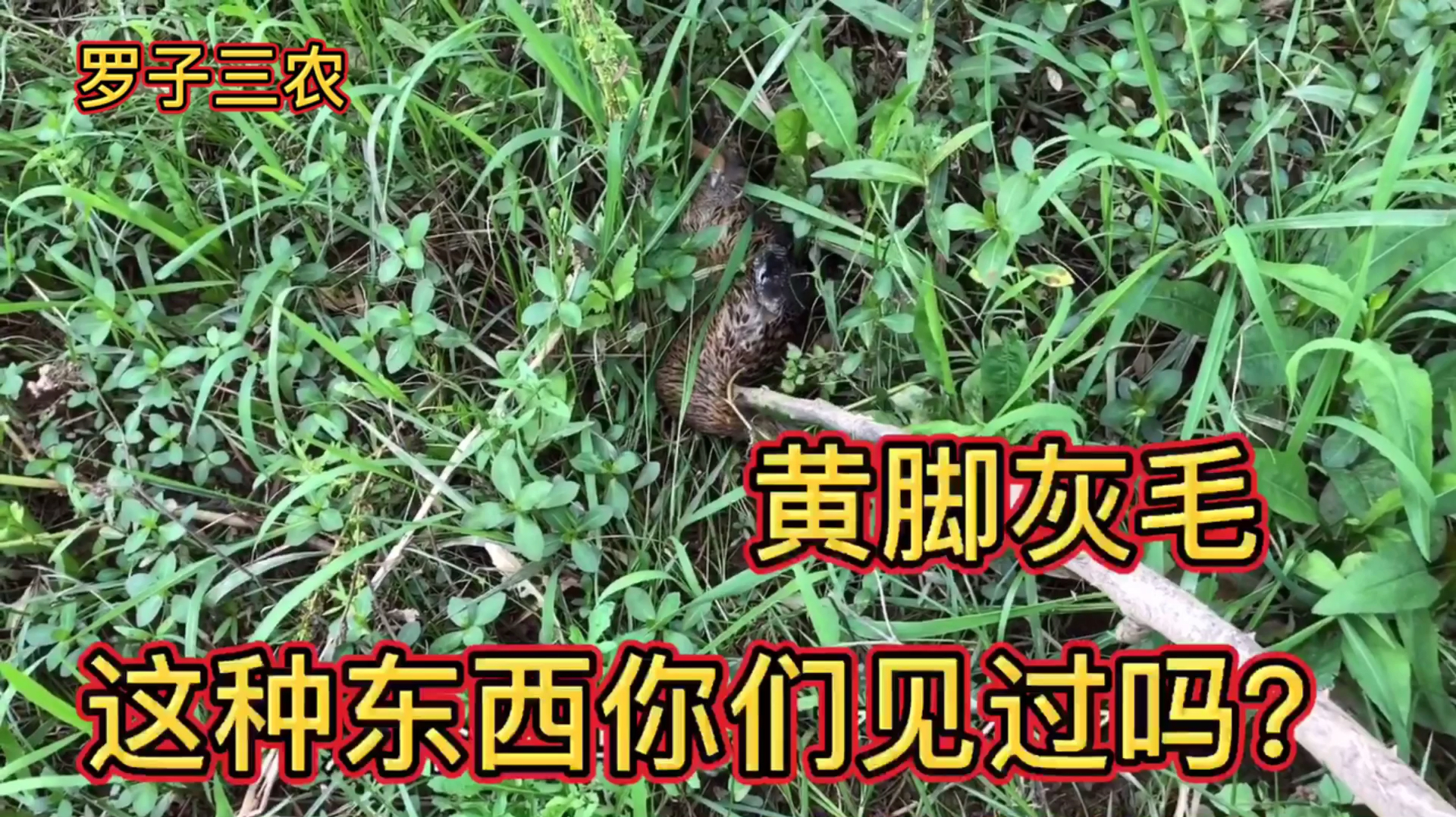 山里下地笼装鱼,碰到少见的东西黄脚灰毛,你知道这是什么吗?