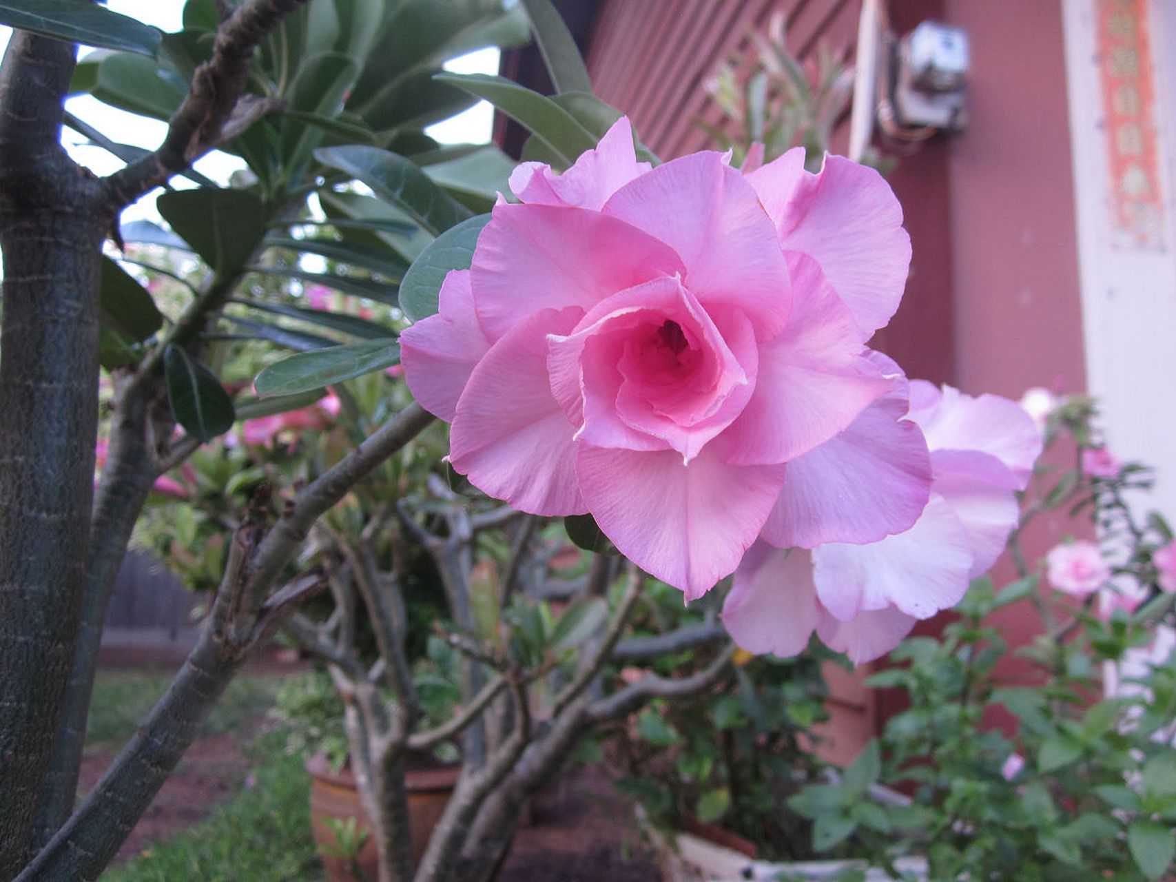木菊花是一种华丽的多年生开花植物,需要充足的阳光,排水良好,富含有