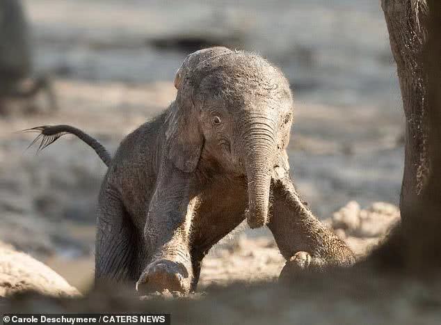 比利时摄影师野外探险拍下大象分娩画面,小象踉跄学步萌翻众人