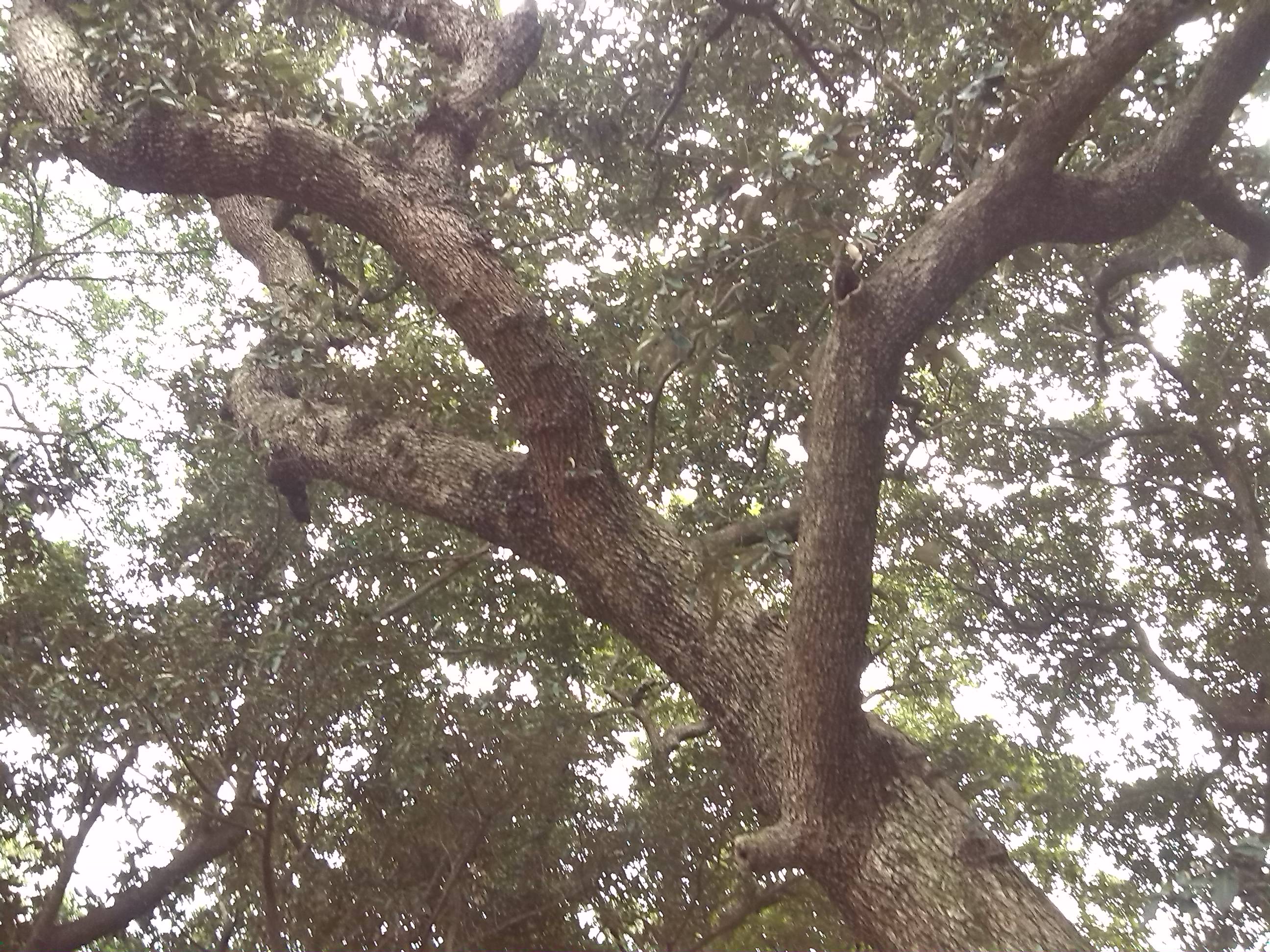 深圳坝光在开发前还藏着一个古银叶树群落,想不想看看?