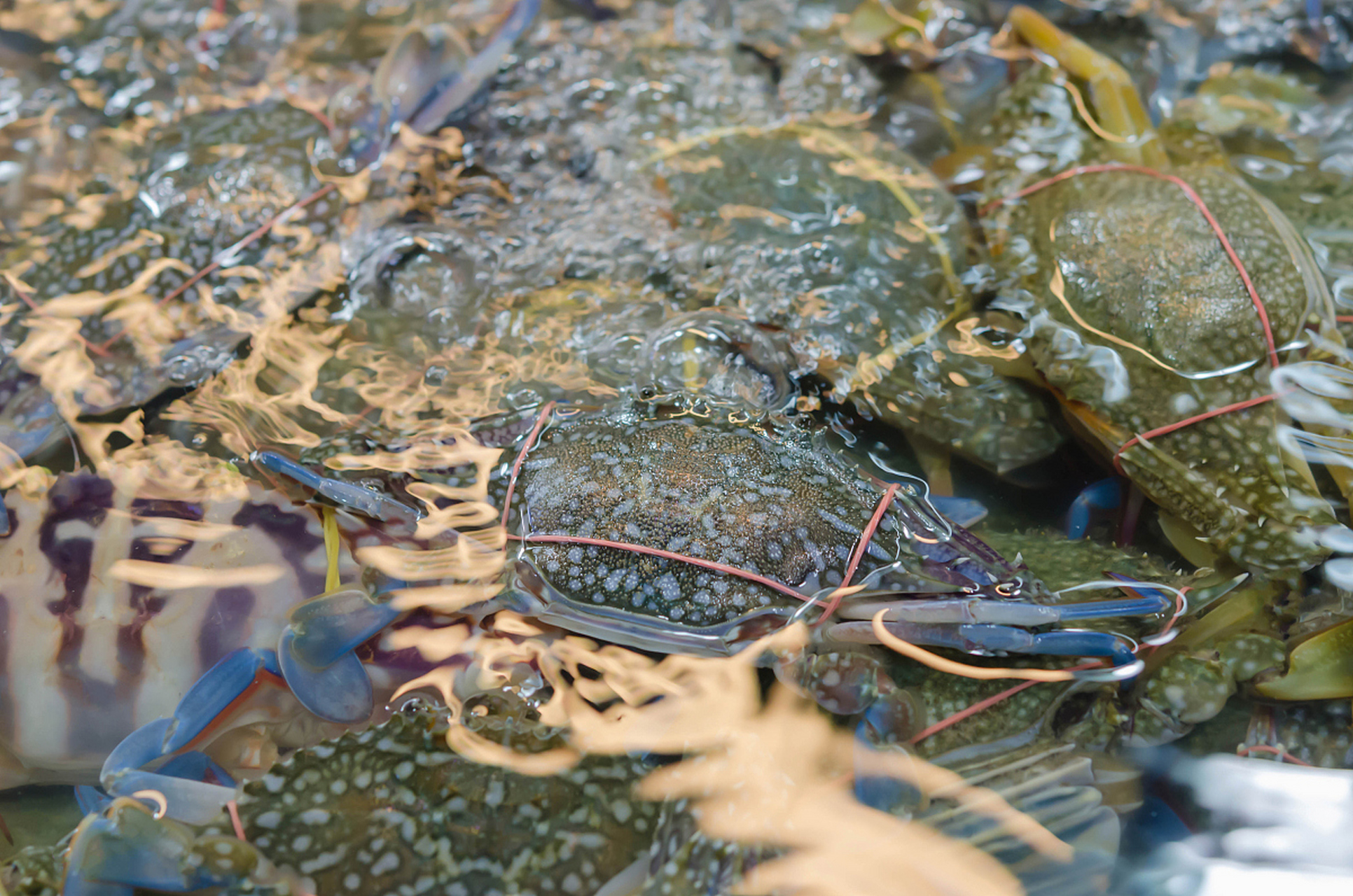 [原文:青蟹养殖技术与管理]
