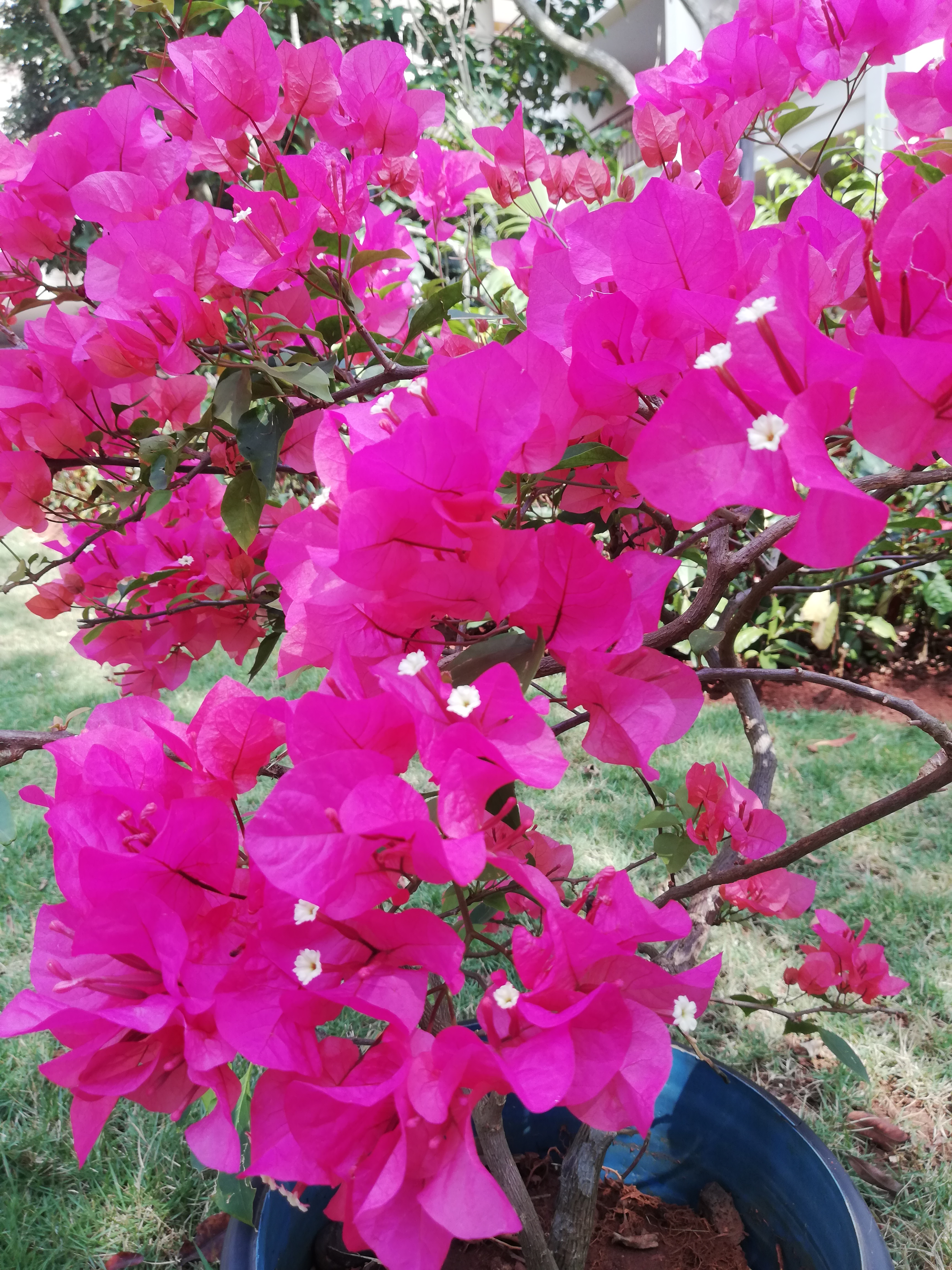 植物风光,三角梅花开的季节