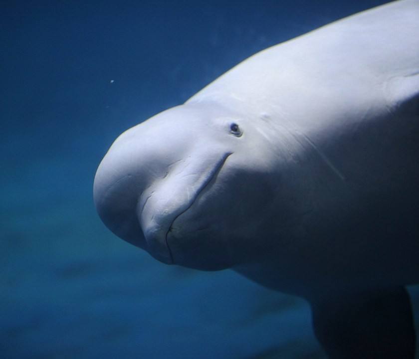 网友带自家萌娃去水族馆看白鲸,突然萌娃踉跄摔掉,白鲸表情亮了