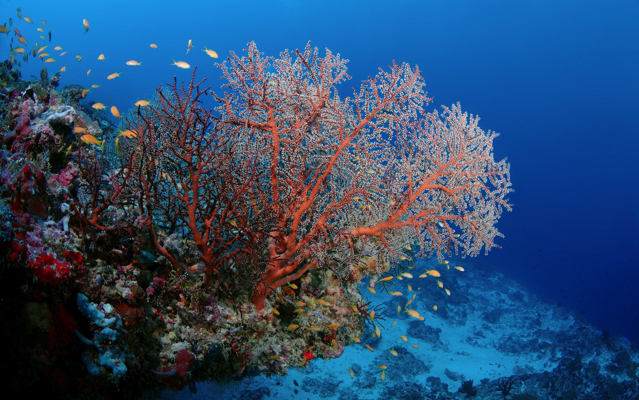 角珊瑚包括所谓贵珊瑚(亦称红珊瑚,玫瑰珊瑚),可用作饰物