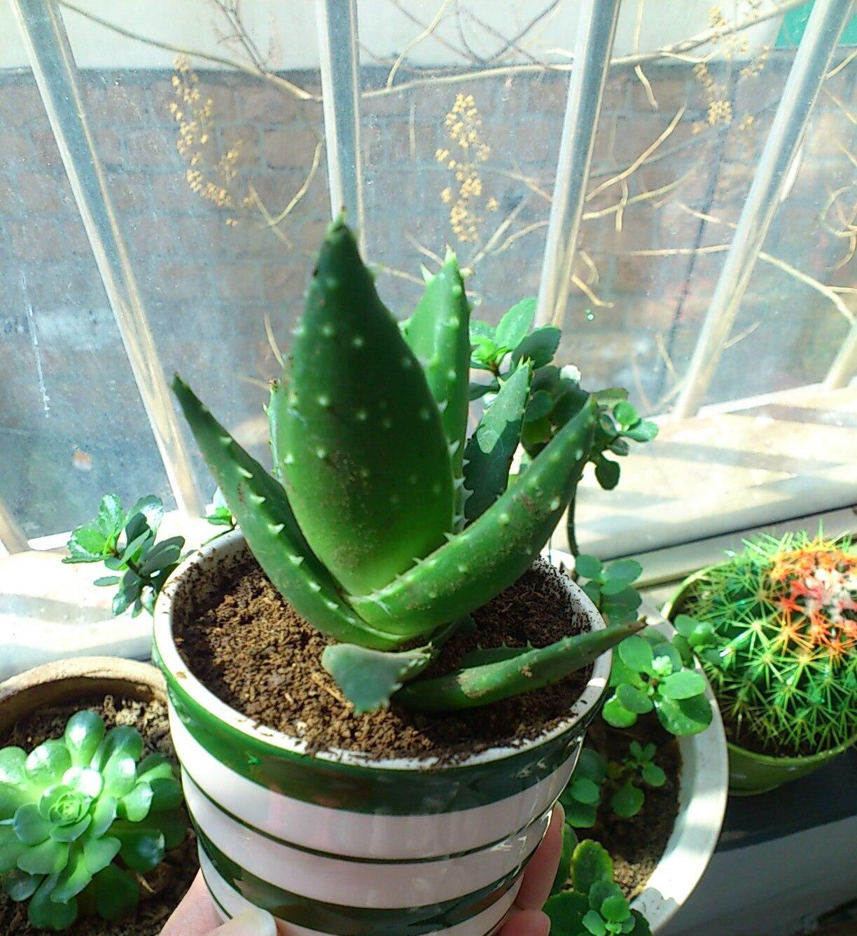 盆栽芦荟长得弱?试试"这样养",3个月侧芽冒一圈,盆里装不下