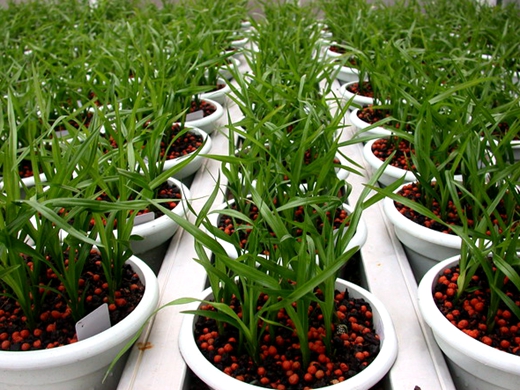 年产百万株兰花幼苗的组培技术并不神秘,完成这几个步骤就行