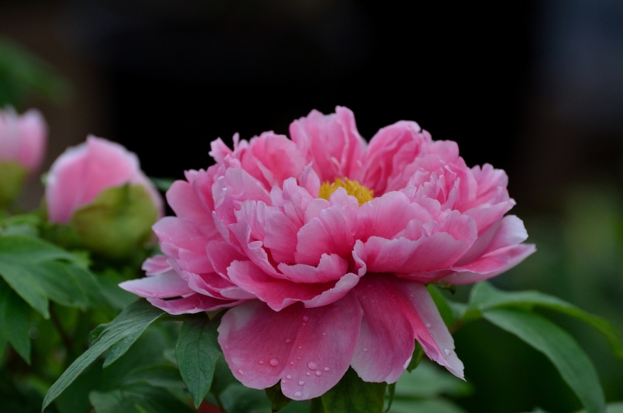 中国花卉协会推荐牡丹为我国国花,我是真的不赞成