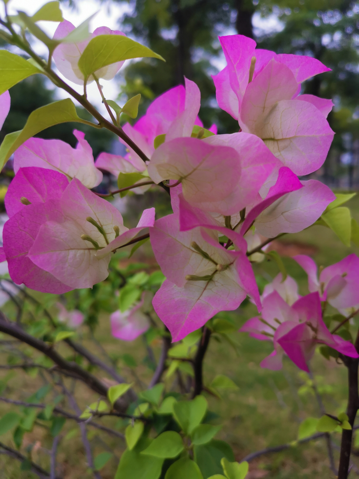 难得一见的粉色三角梅