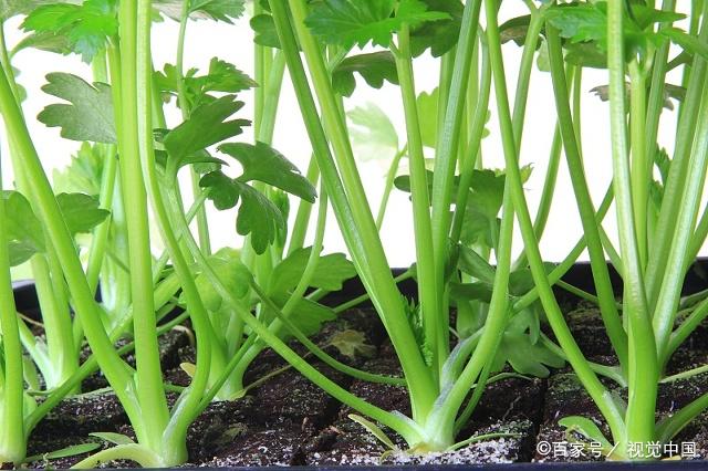 芹菜的植物学特性,生长发育周期以及对环境条件要求