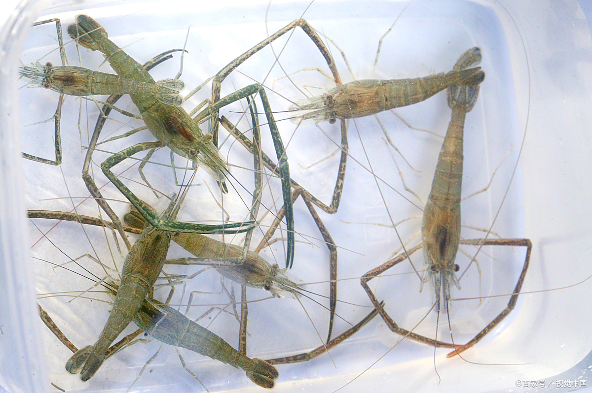 虾苗- 热门商品专区