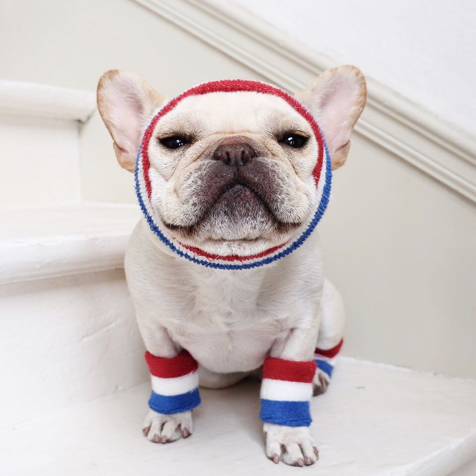 萌宠图片:法国斗牛犬天生就是傻白甜!