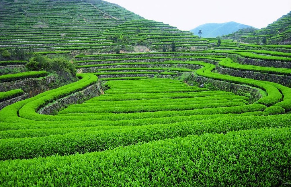 这里的独特地理位置良好的自然生态条件让安溪成为了产茶名区,是中国