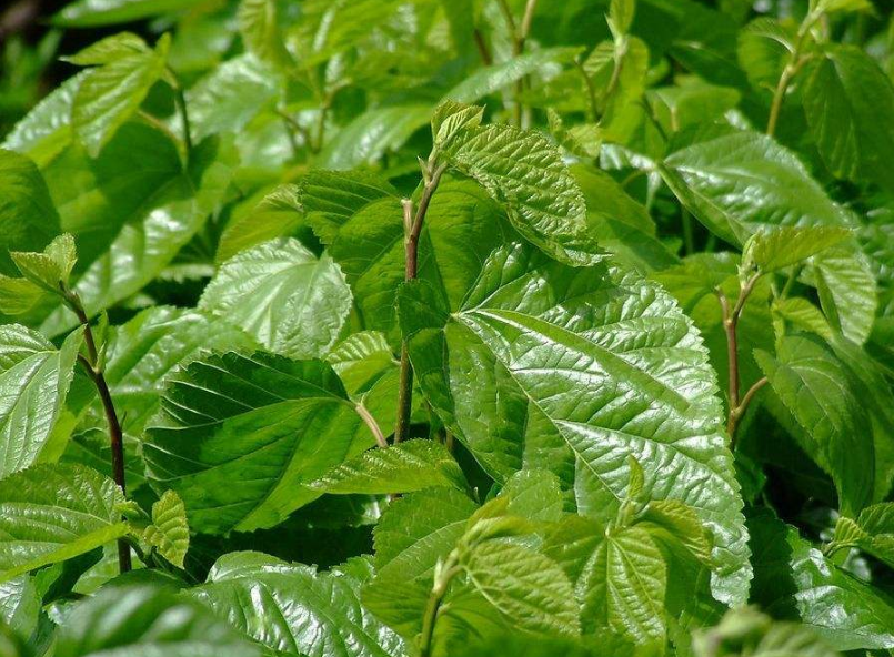 桑树- 热门商品专区