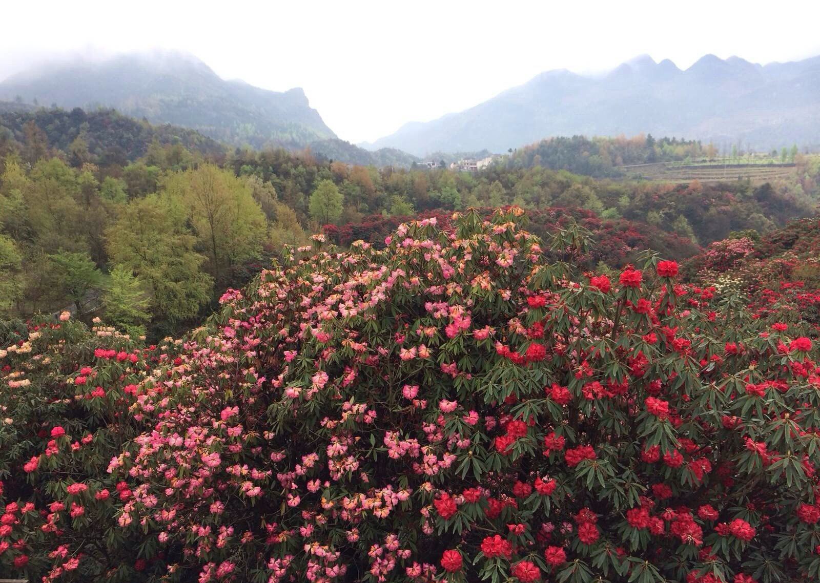 百里杜鹃风景区位于贵州毕节市大方,黔西县交界处.