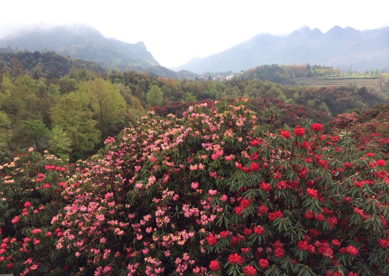 百里杜鹃风景区位于贵州毕节市大方,黔西县交界处