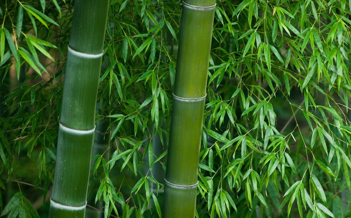 竹子的根系的特点