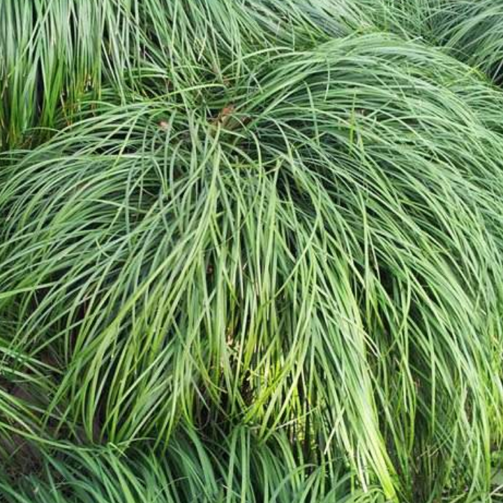 这种长得像韭菜的野草,被农民称为"不死草",价值非常高