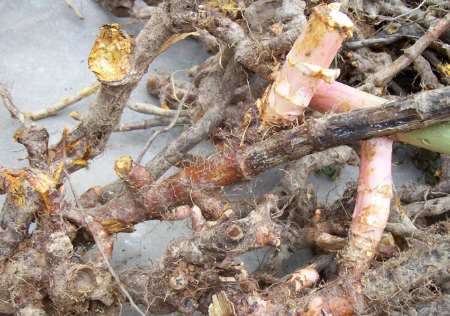 这种野草现在农村已绝迹,25年前小孩用来当零嘴,大人用来炒菜吃