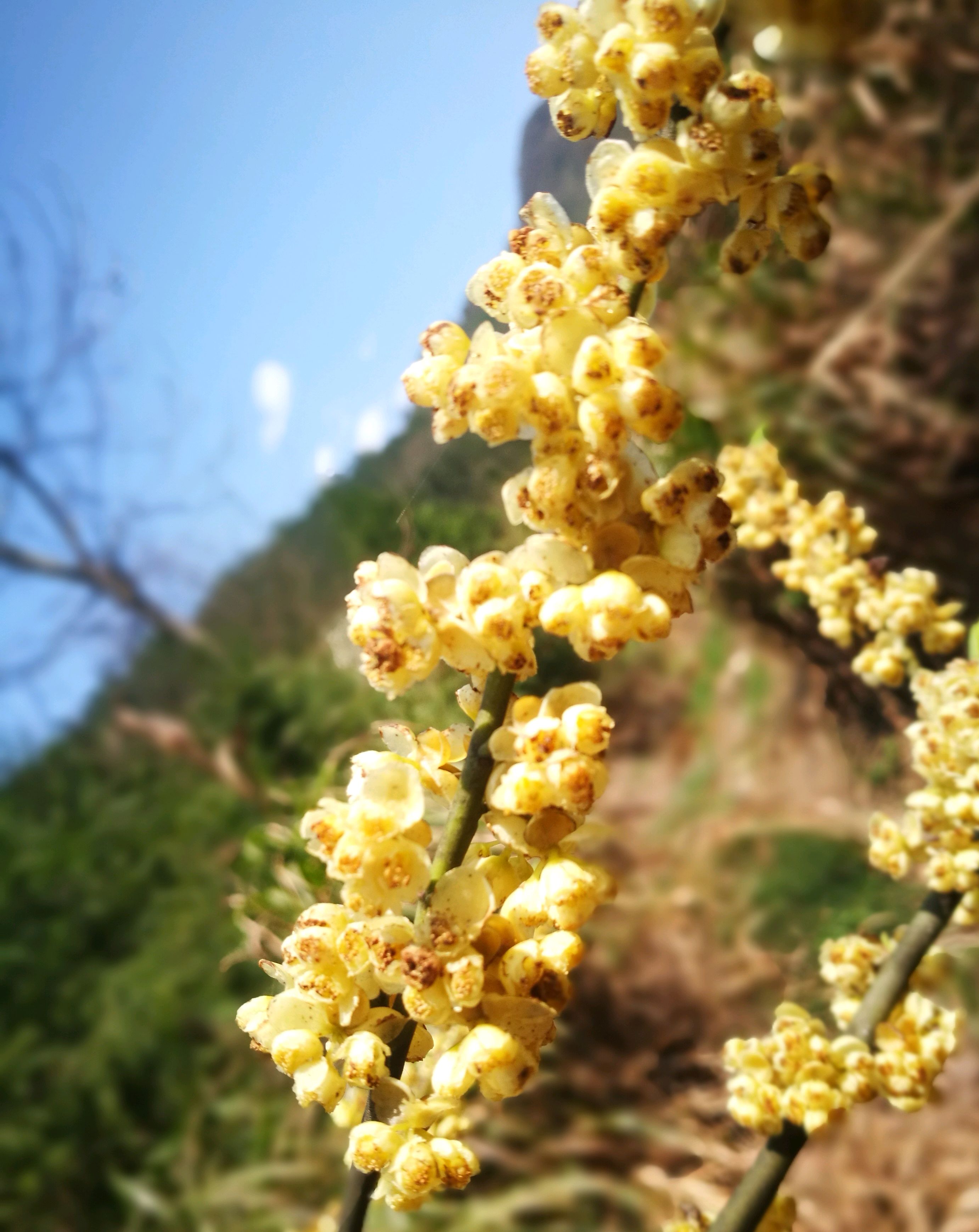 山鸡椒开花图片图片