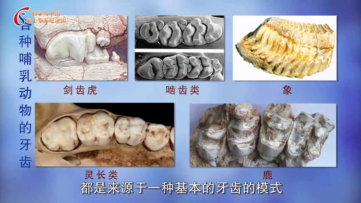 哺乳动物的演化历程:哺乳动物的牙齿结构