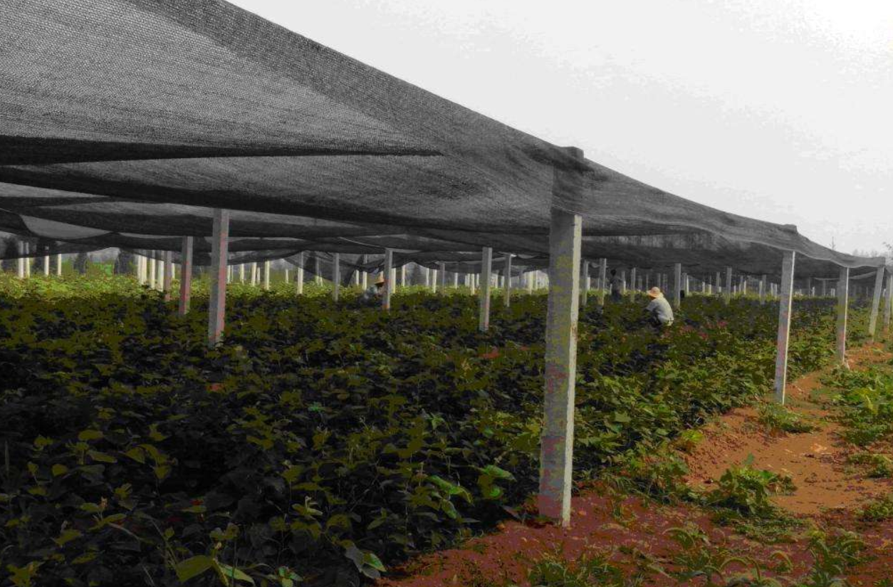 遮阳网 - 热门商品专区