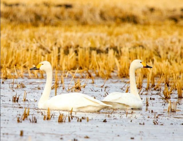 小兴安岭伊春湿地里的春天