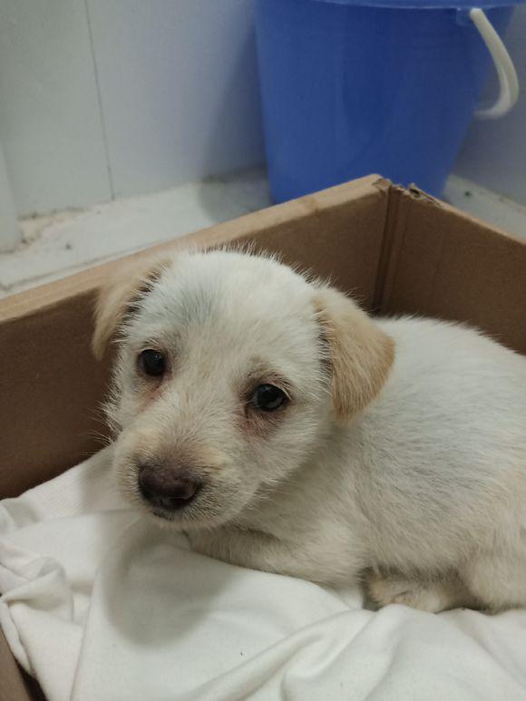 流浪小奶狗躲在角落里瑟瑟发抖,女孩带回宿舍后,舍友:赶快送人