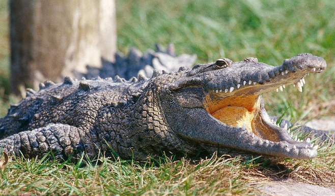 为什么鳄鱼喜欢吃石头?对它的身体有什么帮助?说出来你不一定信
