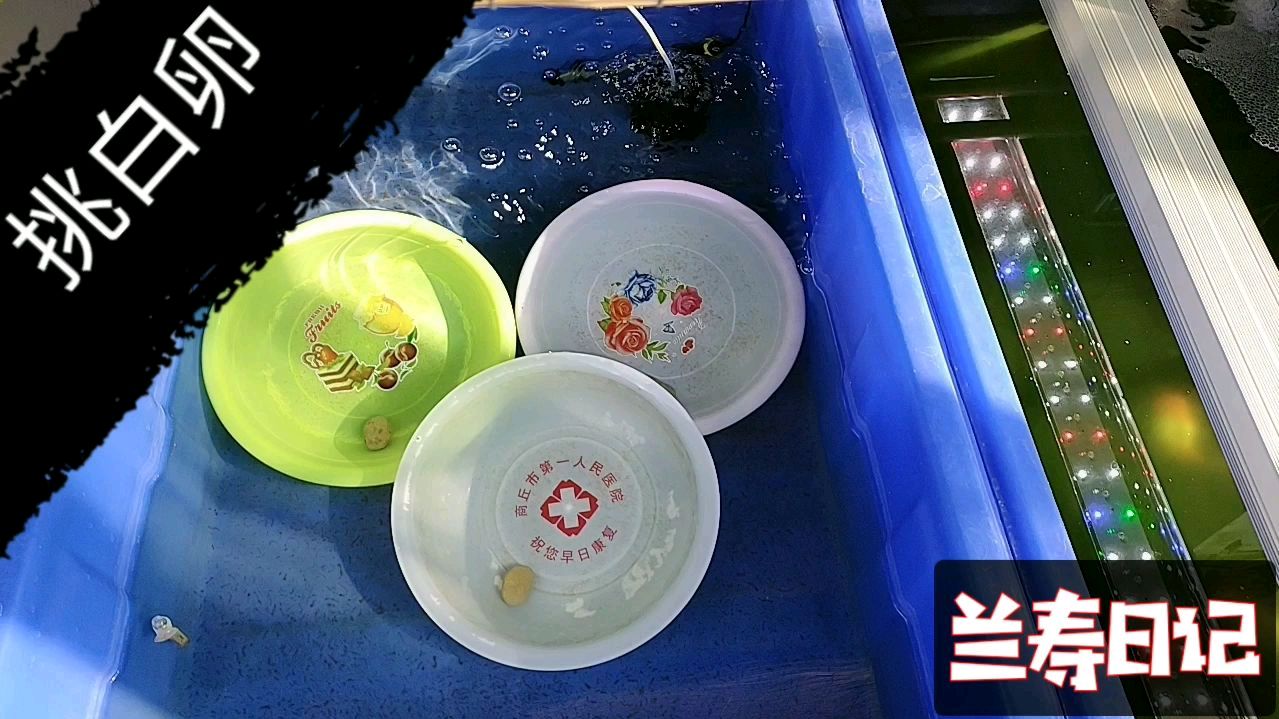 金鱼甩籽第二天必须挑白卵 否则很容易坏水引起水霉