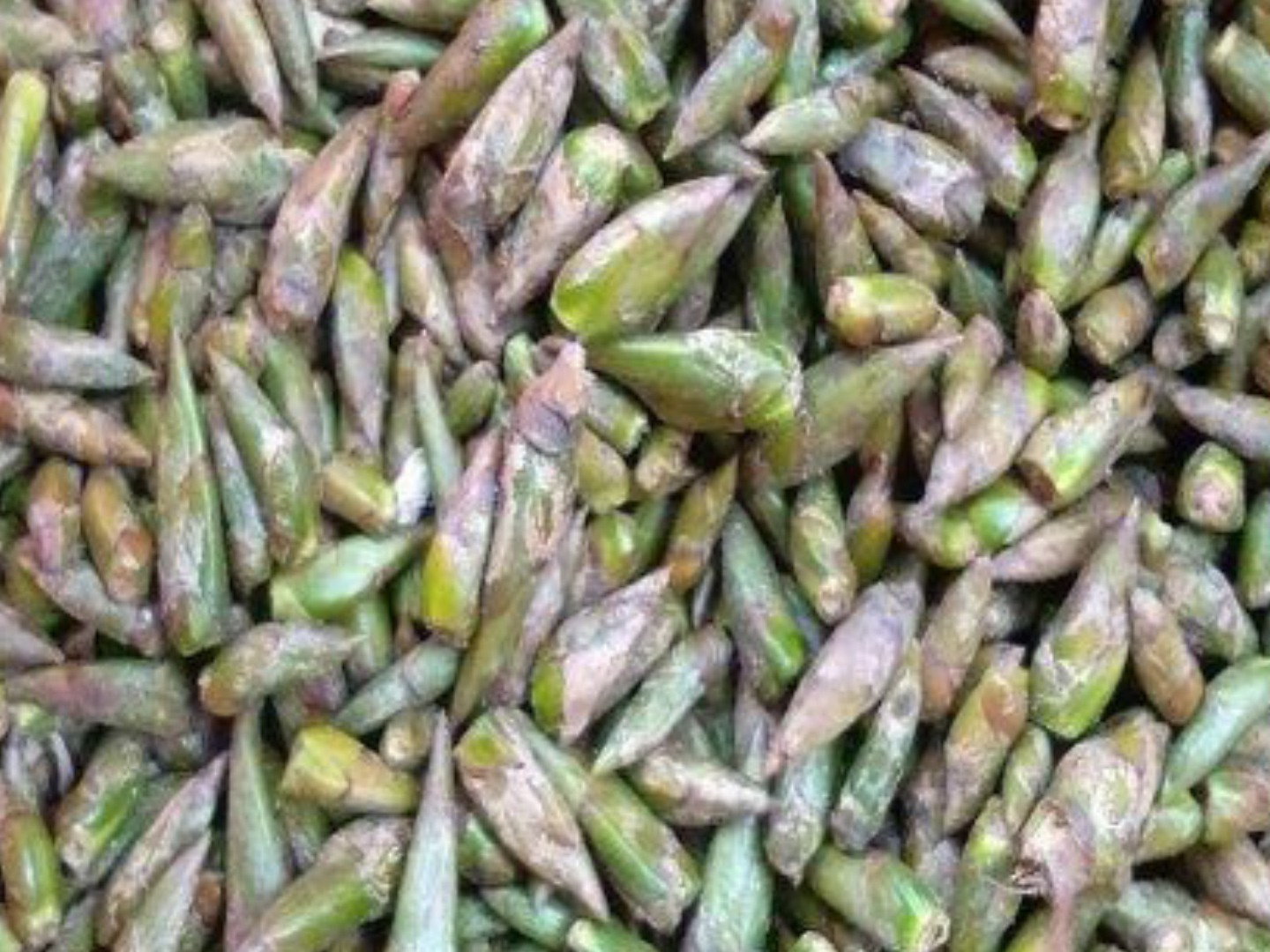 小伙发现农村"杨树芽",一斤回收30元,成功后臭名远扬