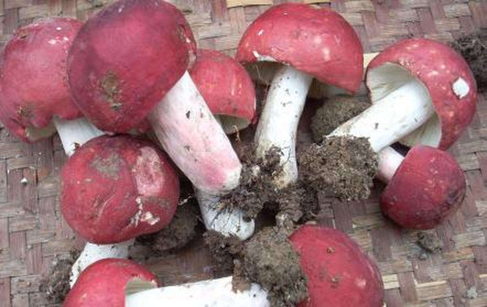 科普知识竞赛#【科普小知识】黄斑红菇子实体中等大.