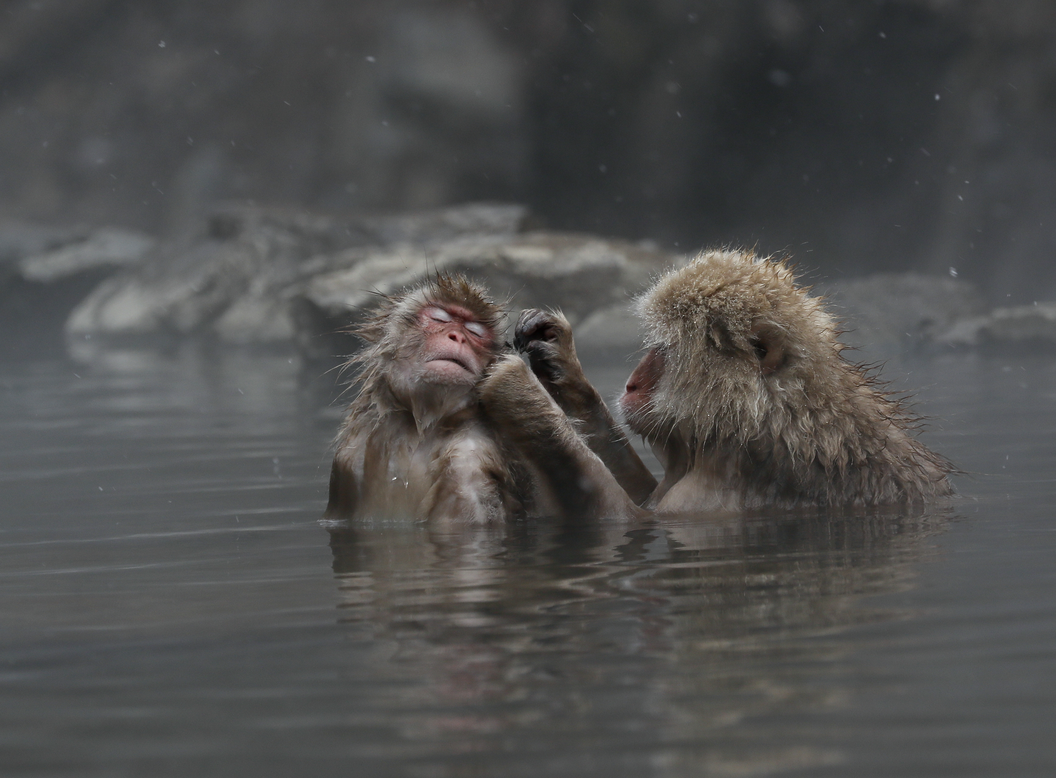 日本猴子泡温泉图片图片