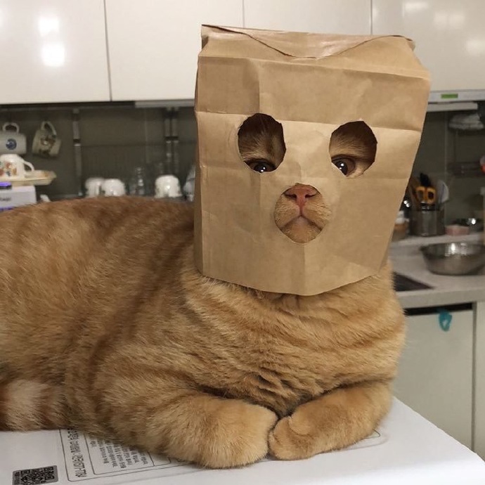 当明星不容易!《惊奇队长》宠物猫走红后,都不敢露脸了