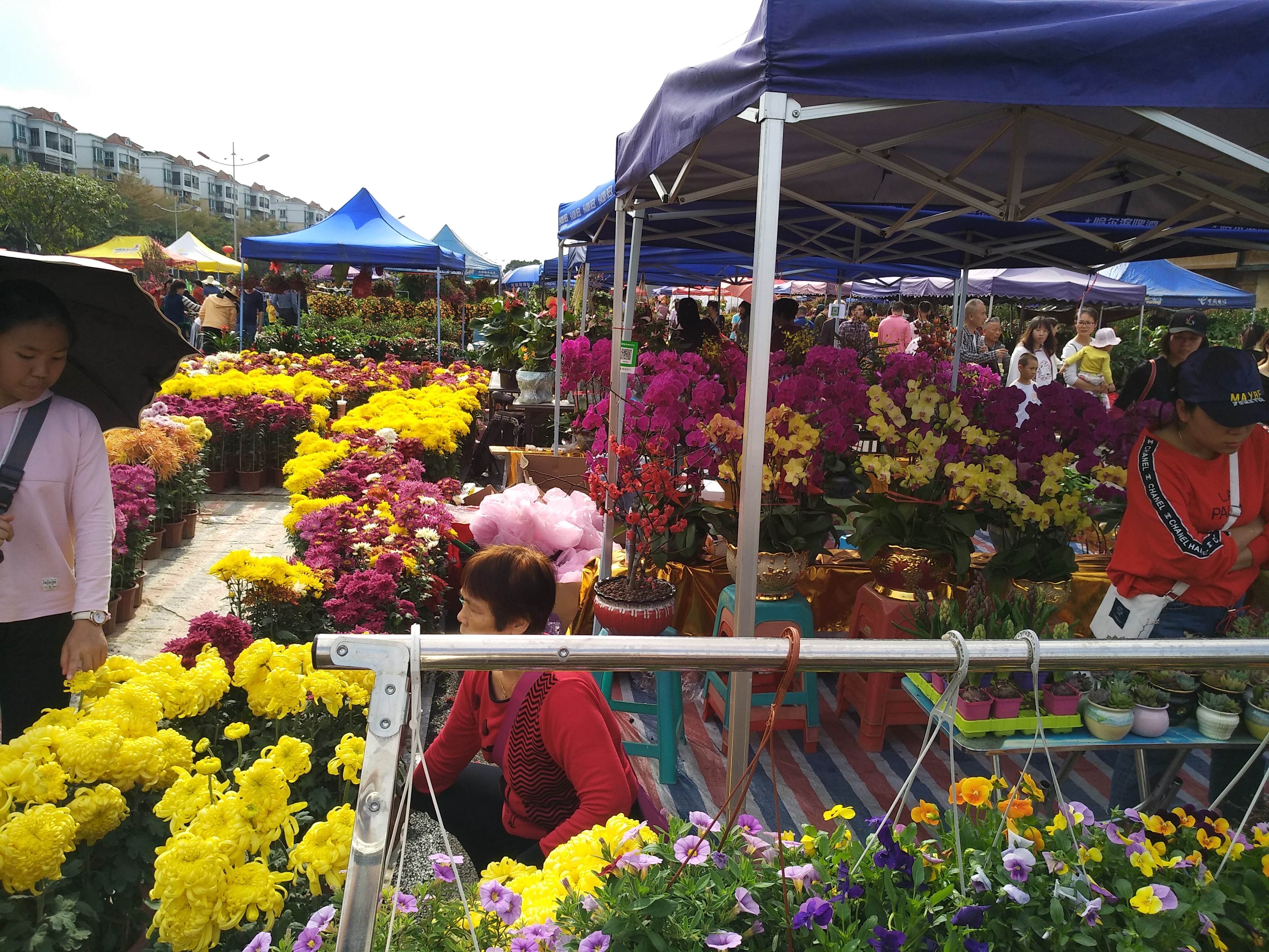 2019广州番禺钟村迎春花市花太靓