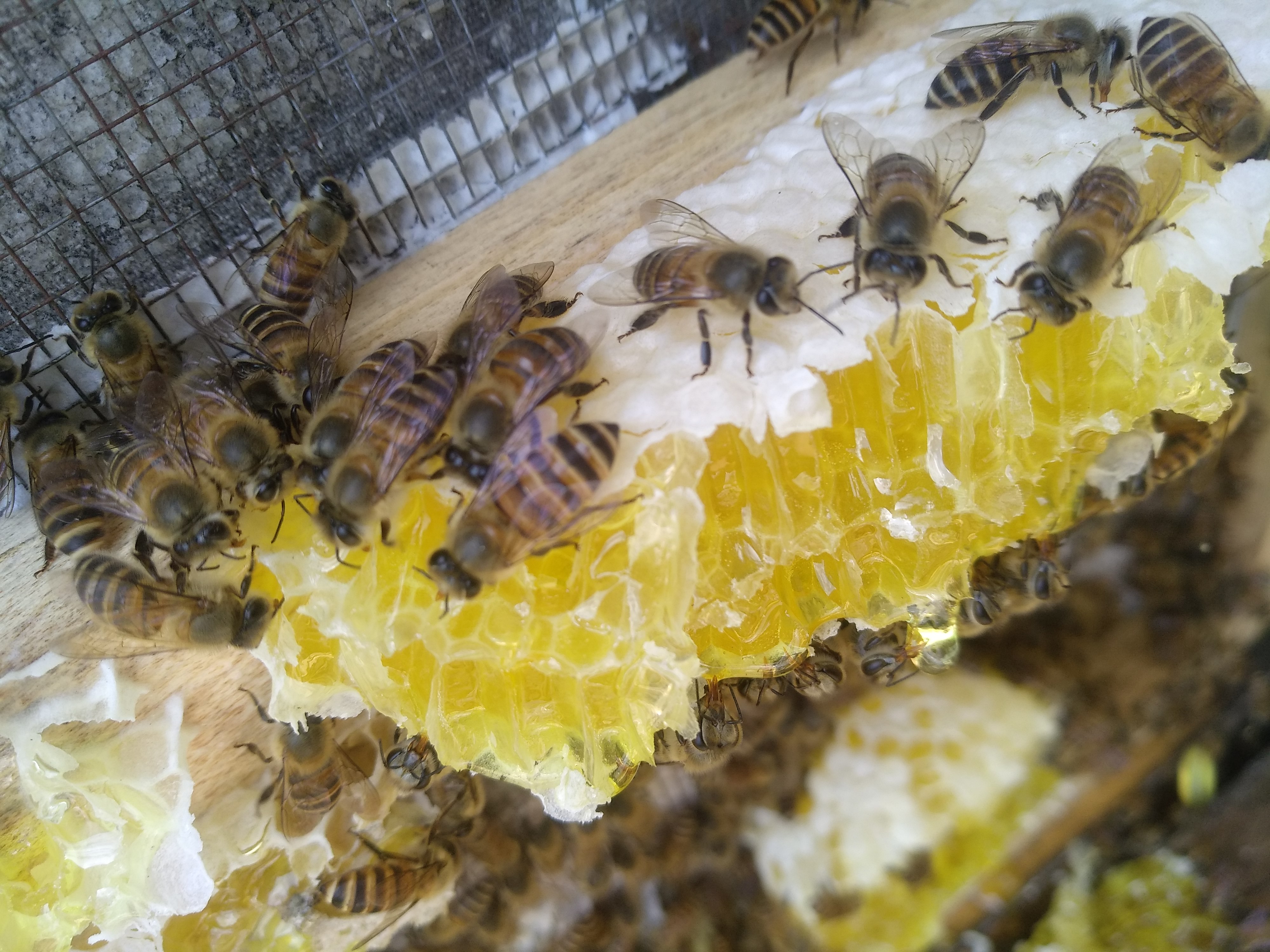 为啥觉得中蜂不好养?