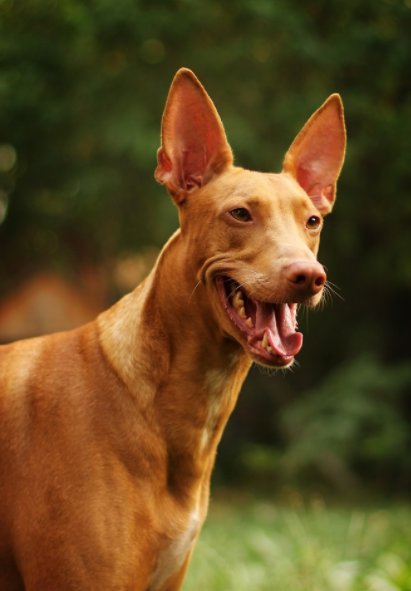 在马耳他,法老王猎犬是猎兔的能手,因此它们又被称为猎兔犬!