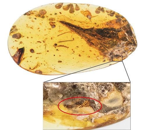琥珀中的"史上最小恐龙,也许是史上最大乌龙