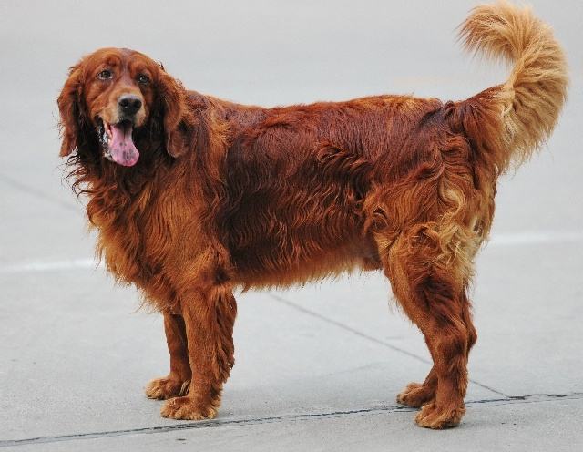 什么狗没有体味?十大体味最小最干净的犬!你的爱犬怎么样?