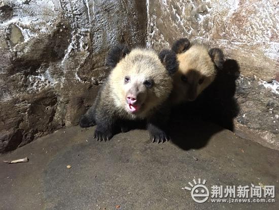 荆州动物园图片